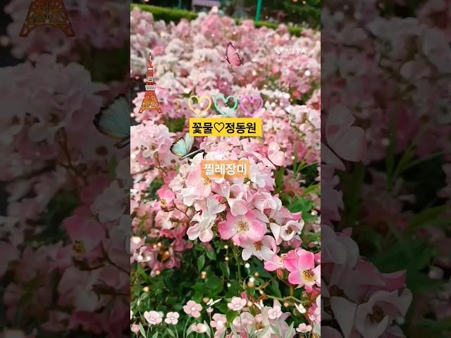 #꽃물 #정동원 #트롯왕자 #찔레장미 #수수꽃다리Tv