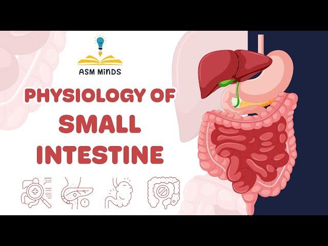 Physiology of small intestine