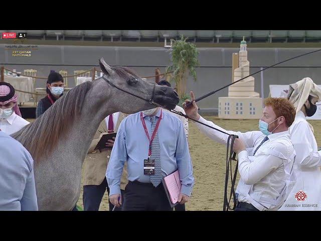 N 174 NAWAARA AL SHAHANIA   23rd Qatar National Arabian Horse Show   Yearling Fillies Class 3C