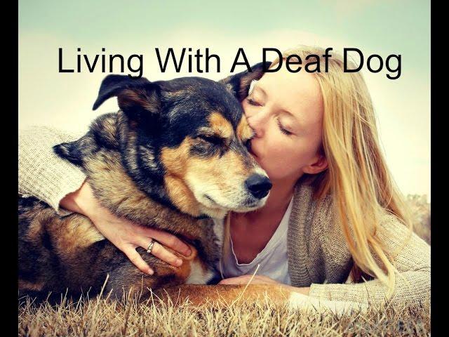 Living With A Deaf Dog