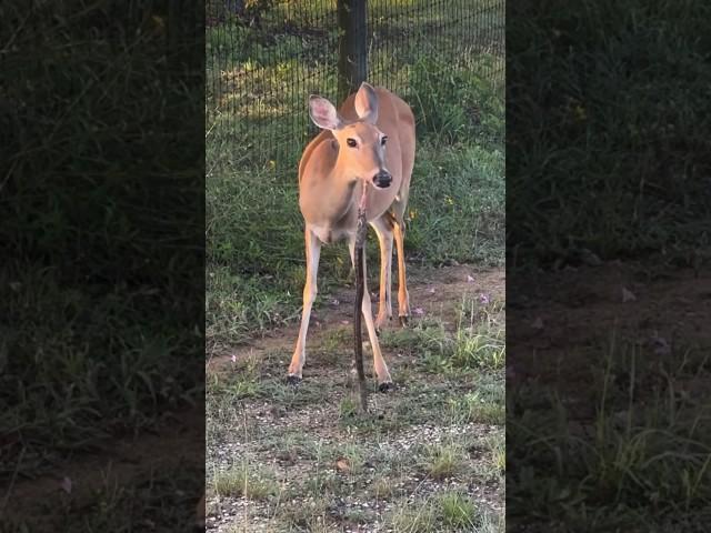 Deer Eats Snake 