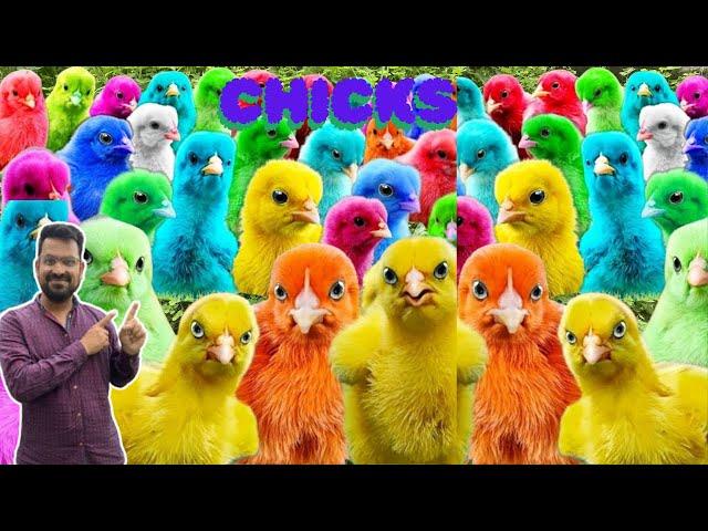 140 CHICKS and duck Chirping Sound | Color Chickens |mer pet house | ARCOÍRIS Chickens