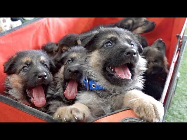 THE CUTEST German Shepherd Puppies Ever!!