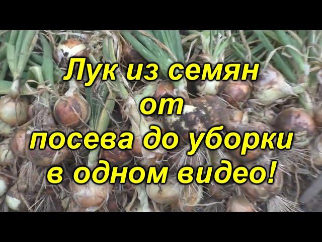 Лук репчатый из семян - в одном видео от посева до уборки! Посмотрите видео и вырастите лук сами!