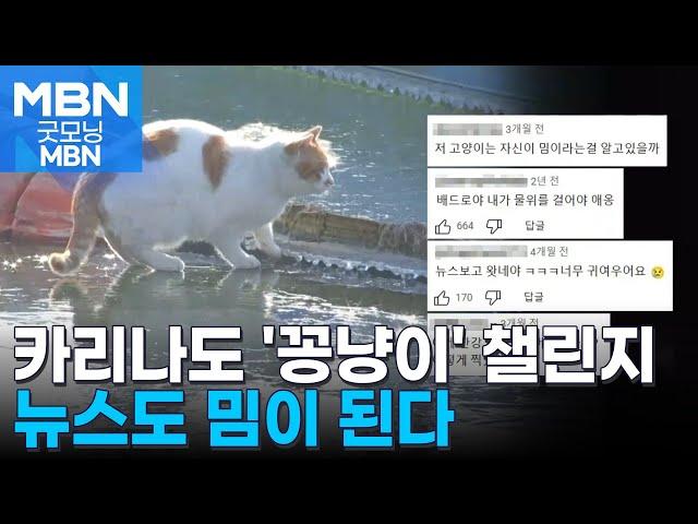 카리나도 '꽁냥이' 챌린지…뉴스도 밈이 된다 [굿모닝 MBN]