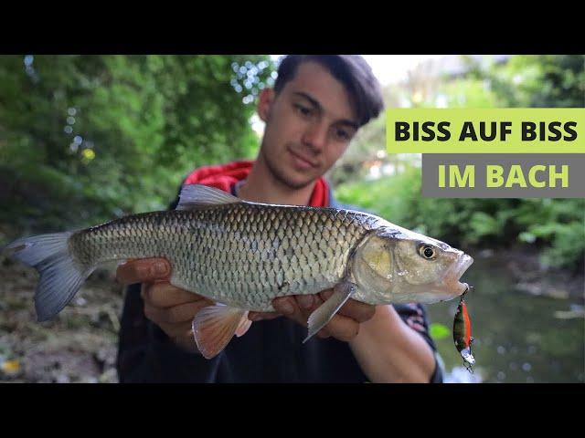 Spinnfischen am kleinen Bach | Frequenzangeln auf Döbel und Bachforelle | Biss auf Biss | Livebisse