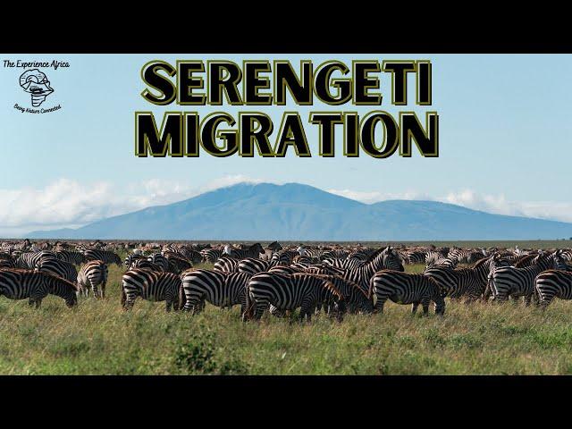 Serengeti National Park Experience and tips you need to know (May 2024)