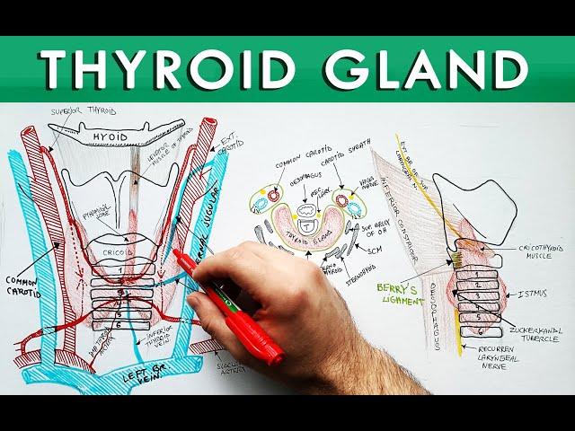 Thyroid Gland | Anatomy Tutorial | Description, Relations and Blood Supply