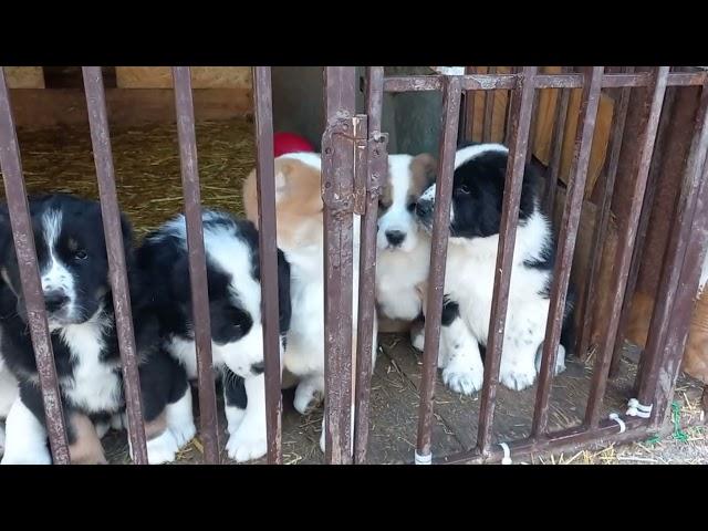 Бугай Алабай. Отряд на построении в столовую.