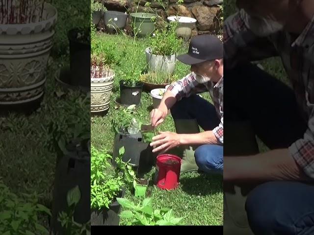 Speed potting free plants