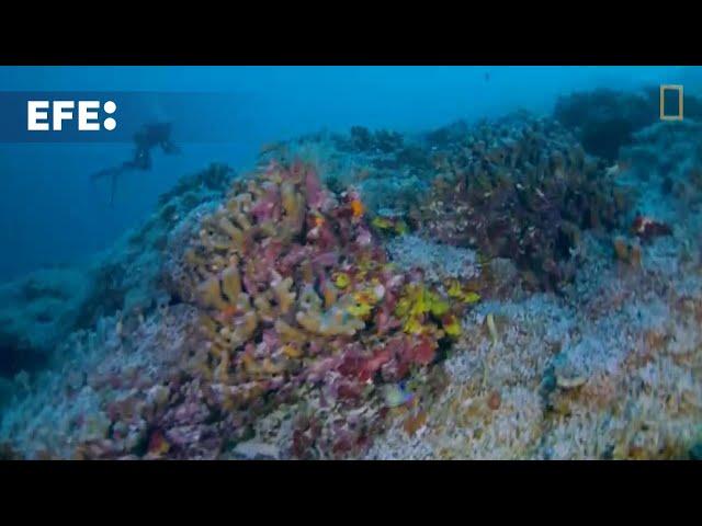 Una expedición científica descubre el coral más grande del mundo en las Islas Salomón