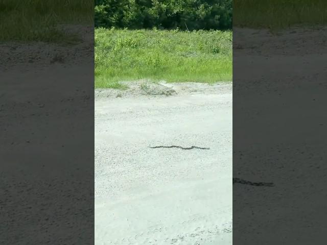 Eastern Kingsnake! #snake #reptiles #wildlife #animals #animal #nature #naturelovers