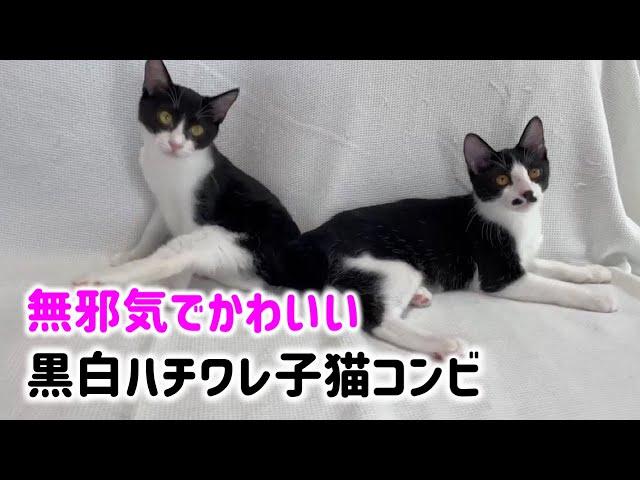 【行き場のない子猫達を空輸】兄妹ではないけどソックリ！後半にぷん太登場