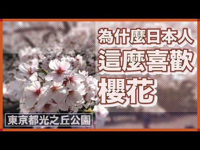 為什麼日本人這麼喜歡櫻花｜櫻花與日本人的生死觀｜東京都光之丘公園