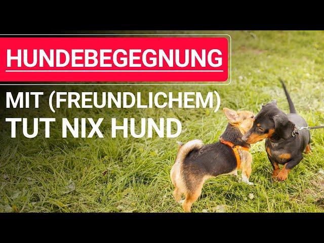  Stephanie Salostowitz: Hundebegegnungen mit (freundlichem) tut nix Hund ️