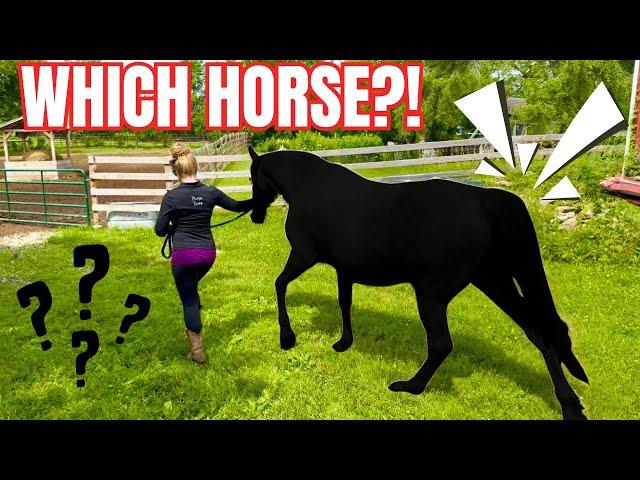 Wait A Horse Is Coming Back To FSE?