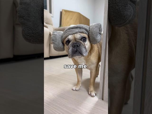 French Bulldog Has A Secret 