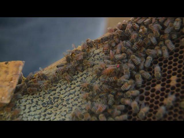 Colorado beekeepers concerned about rising colony losses