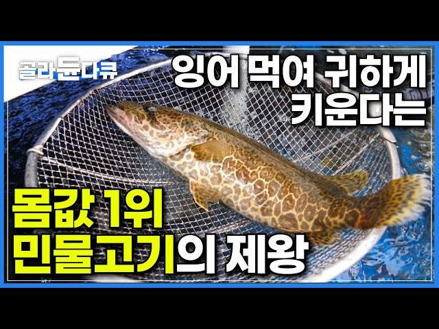 천상의 맛이라는 한국 민물고기 몸값 1위 쏘가리｜육식성에 예민한 쏘가리 치어에게 잉어 치어 먹이며 애지중지 키우는 쏘가리 양식장｜희귀 양식 도전 성공하기까지｜극한직업｜#골라듄다큐