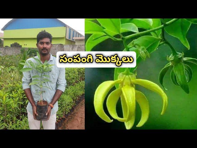 సంపంగి మొక్కలు | Flower Plants In Telugu | Rare Flower Plants in Telugu | Kadiyam Abbai | Ashokudu