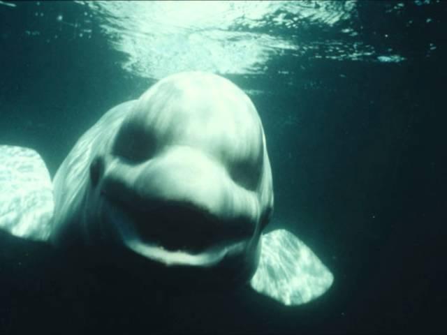 Beluga / White Whale Noc imitates human speech