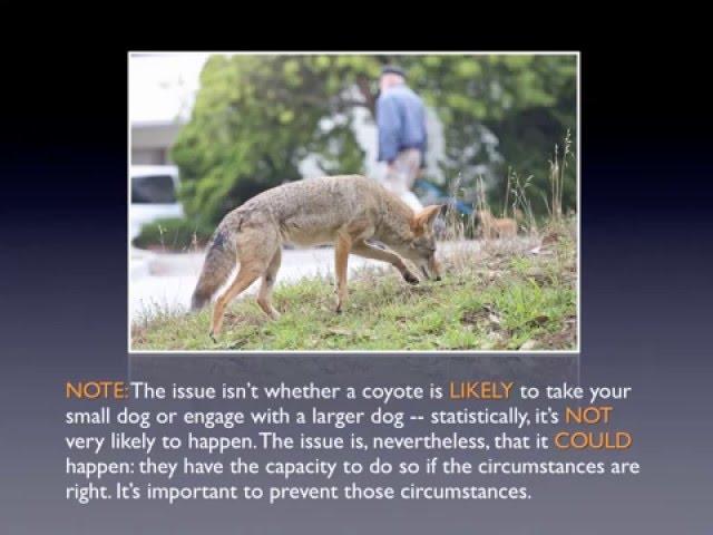 HOW TO SHOO OFF A COYOTE by CoyoteCoexistence.Com