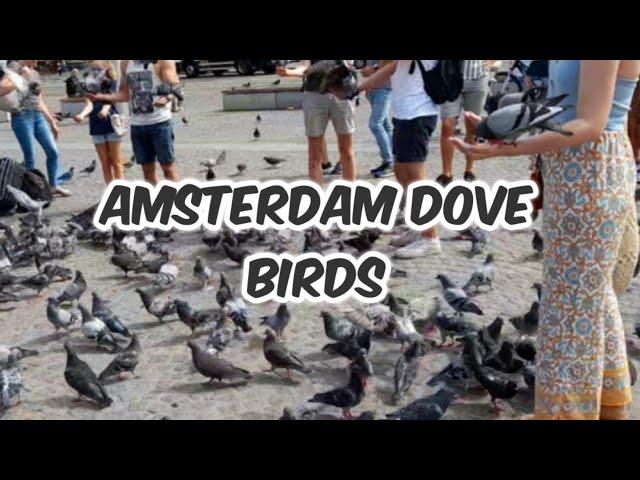 Amsterdam Dove Birds (Kalapati) ||Ailyn Willmann Vlog