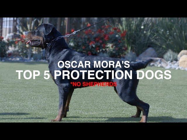 TOP 5 PROTECTION DOG BREEDS (NO SHEPHERDS): OSCAR MORA