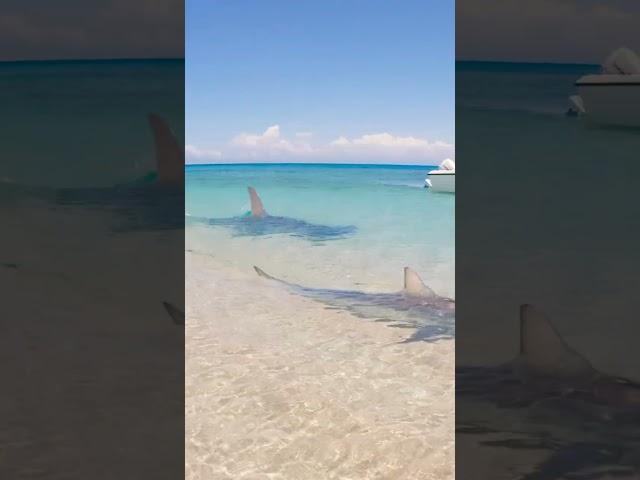 GIANT SHARK Attacks Small Shark!