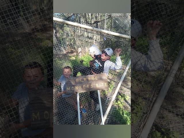 The Monkey Farm