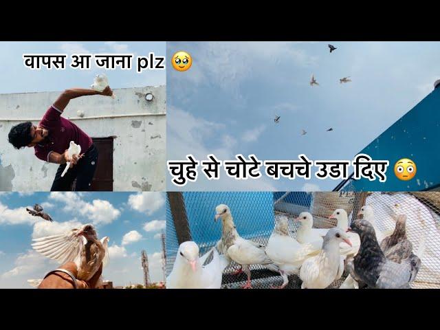 Ready to fly (कबूतर के बच्चो की पहली उड़ान ) Kabutarbazo ने लगाई फड़किया