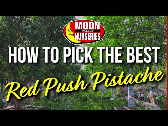 How to Pick The Best Red Push Pistache