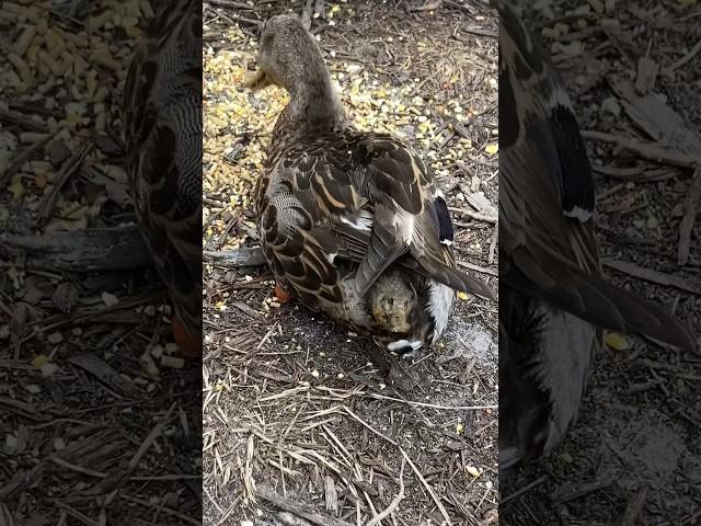 Wounded Duck, Recovery (Part 5) Graphic Wound!