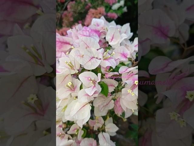 #bhinsgumamela #bougainvillea #flowers #bougainvilleavarieties