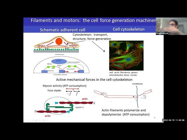 Kinjal Dasbiswas: Cells use mechanical communication to optimally network