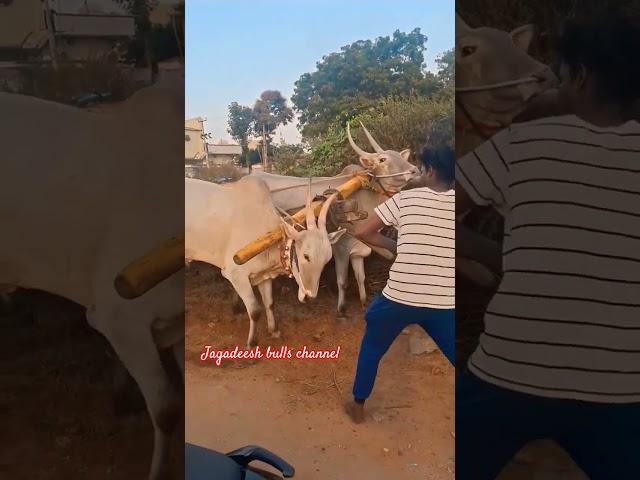 jagadeesh bulls channel