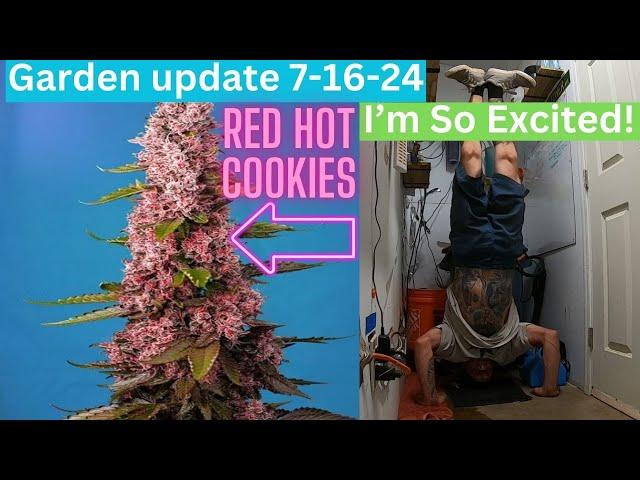 Indoor grow update 7-16-24 Red hot cookies, cheese, skunk #1 & more! happy plants, happy gardener!