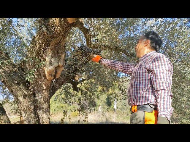 Curso de poda y manejo del olivar en Segorbe (Castellón). Olivo casi milenario (I).