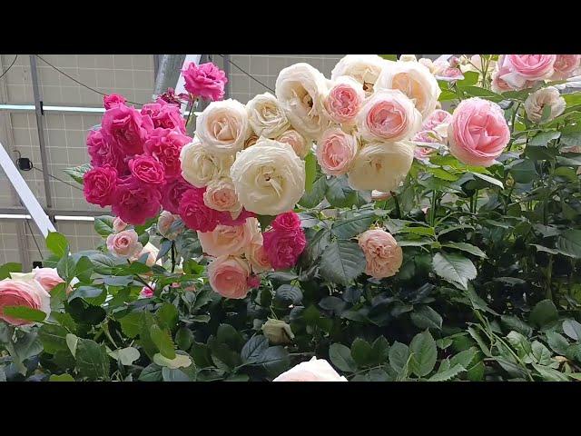 Bright summer life. Home vlog.