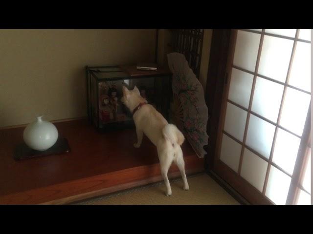 日本人形をじっと見ていた柴犬は……