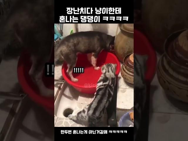 고양이한테 혼나는 강아지 #유머 #빵터짐 #도파민 #귀여워 #요즘 #대박 #새로나온 #밈 #오늘의유머 #꿀잼 #짤 #짤방 #ㅋㅋㅋ #웃긴짤 #댕댕이 #고양이 #장난 #혼나는중