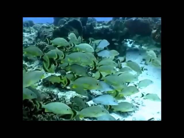 Caribbean Coral Reef Fish