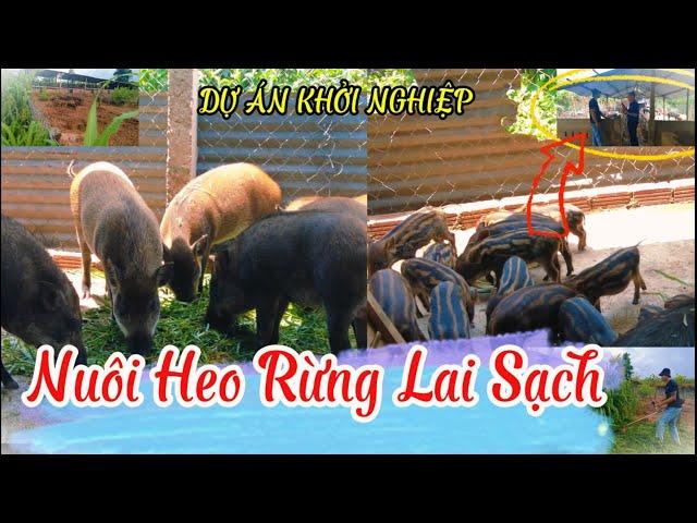 Thanh Niên Vi Vu  Dự án khởi nghiệp " Nuôi heo Rừng Lai sạch" Ai cần cứ comment bên dưới nhé!!!