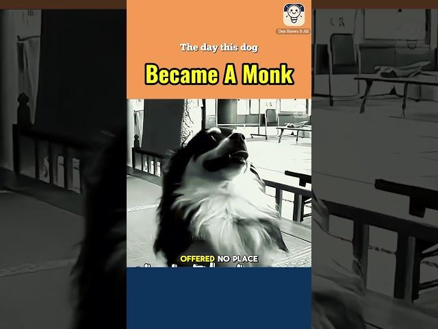 The day this dog became a monk