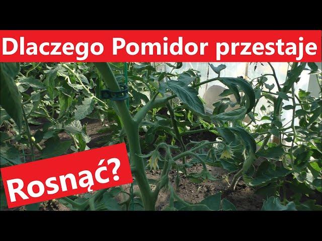 Dlaczego Pomidor po 1 gronie przestaje rosnąć