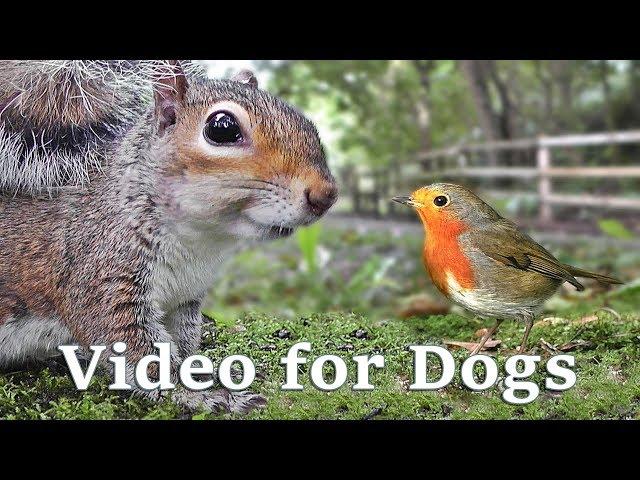 Videos for Dogs to Watch Extravaganza : Dog Watch TV - 8 Hours of Birds and Squirrel Fun for Dogs 