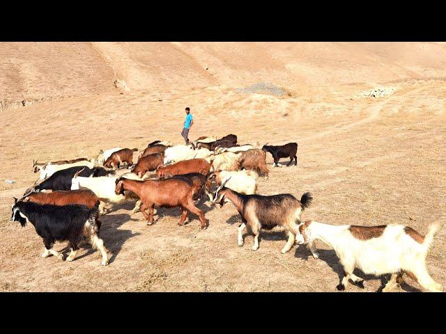 Бузхои бугузи дугоникзой савдо шудан рафтан. Фурухтемшон