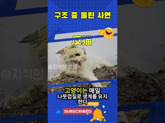 길고양이를 도우려다 오히려 물린 착한 사람의 이야기 #고양이구조 #동물의본능
