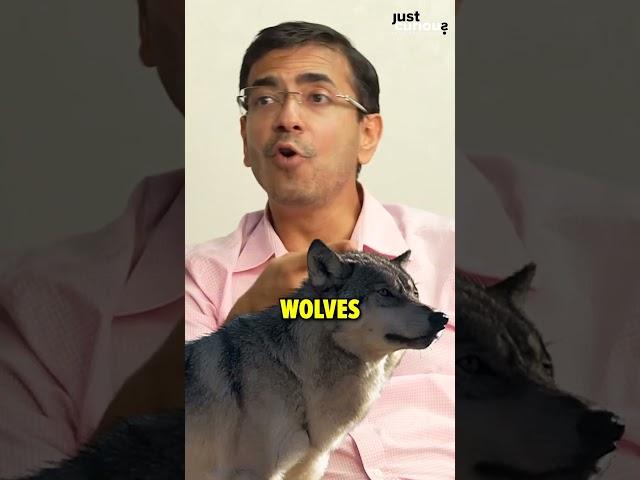 Leader Of The Wolf Pack (Alpha Male) | The Spotlight India | JC #shorts