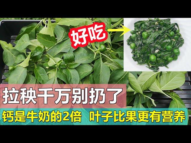 辣椒叶营养又好吃, 千万别扔了 Don't throw pepper leaves away